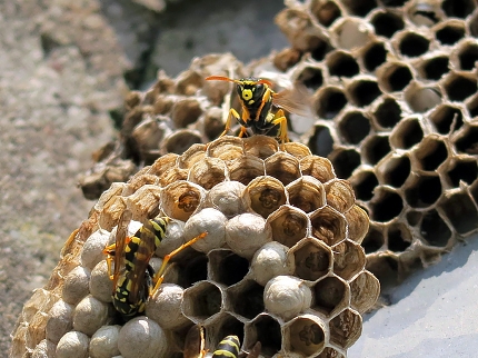 franse veldwesp (Polistus dominula) 7-2019 8419